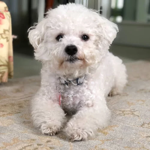 bichon-frise.medium-square