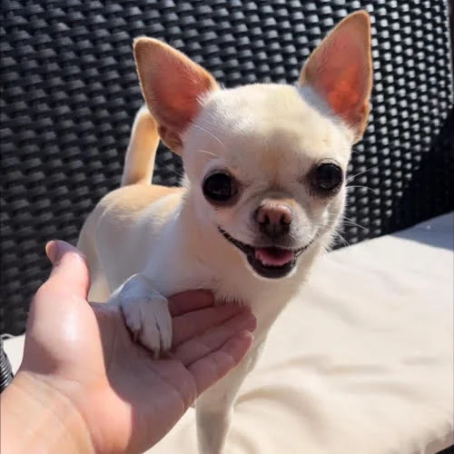 chihuahua.medium-square