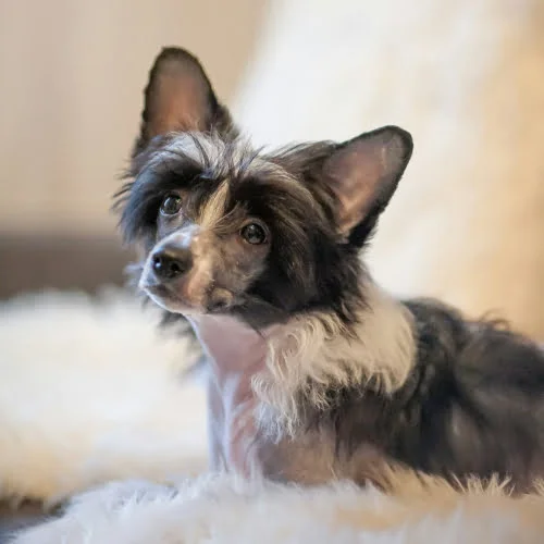 chinese-crested.medium-square