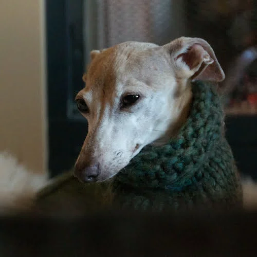 iggy-medium-square
