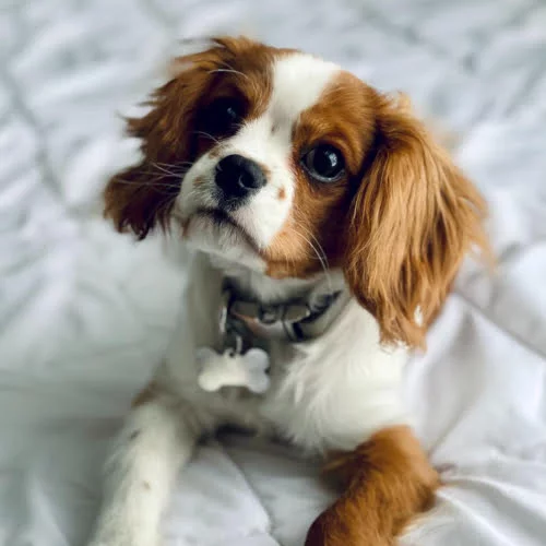 king-charles.medium-square