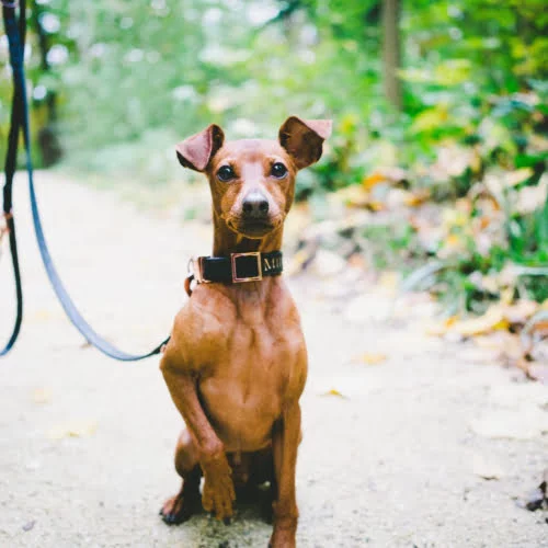 miniature-pinscher.medium-square