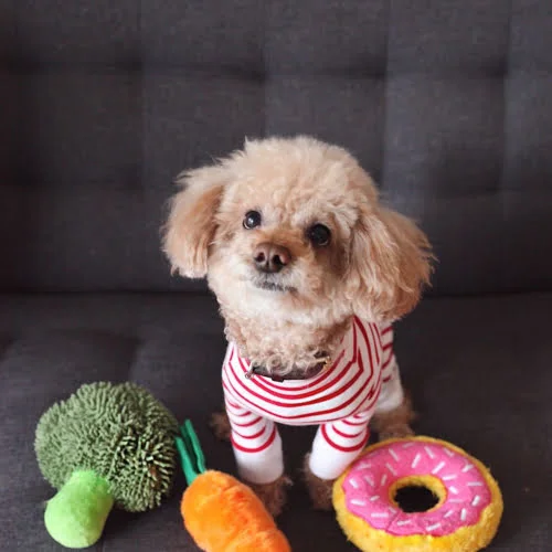 poodle.medium-square