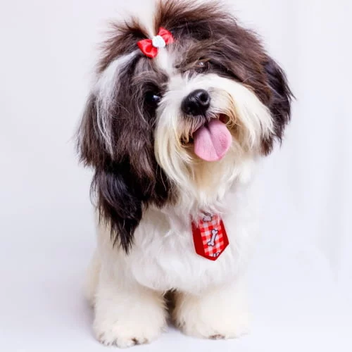 shih-tzu.medium-square