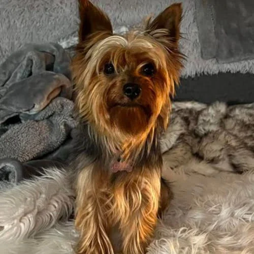 yorkie.medium-square
